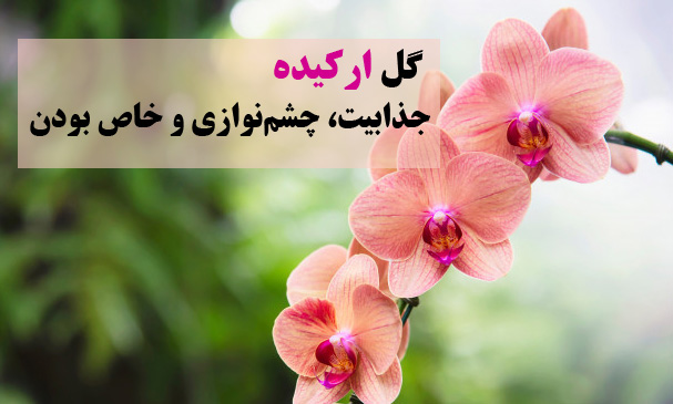 گل ارکیده