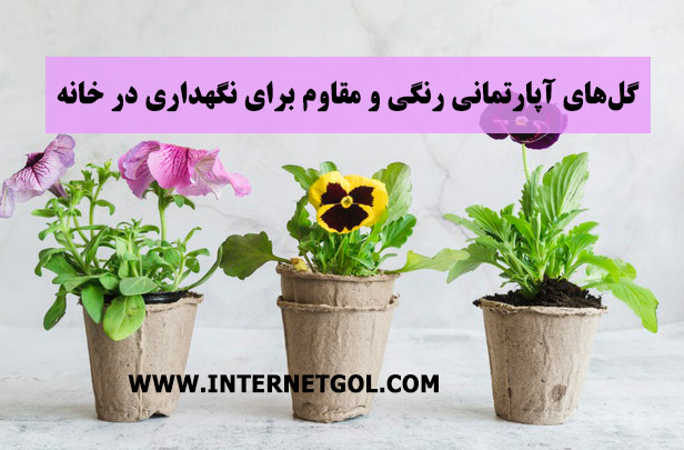 گل های آپارتمانی