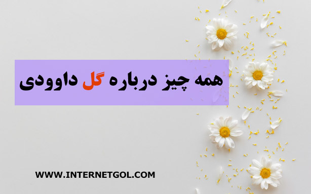 گل داوودی