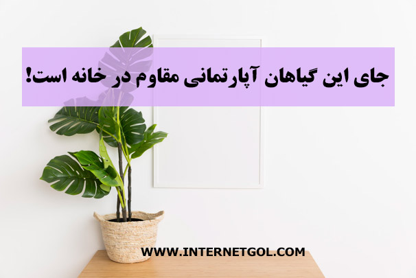 گیاهان آپارتمانی