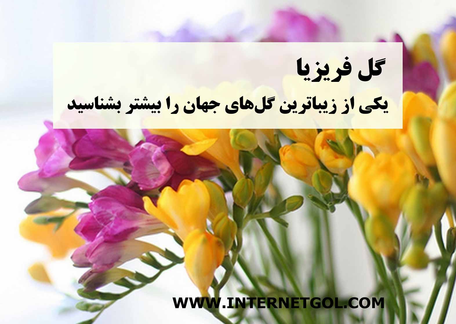 گل فریزیا