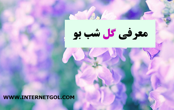 گل شب بو