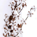 Dried-cotton-flower