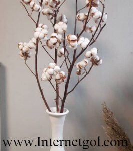 گل خشک پنبه - Image 3