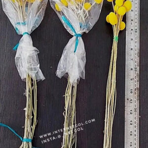 گل خشک کراسپدیا - Image 3