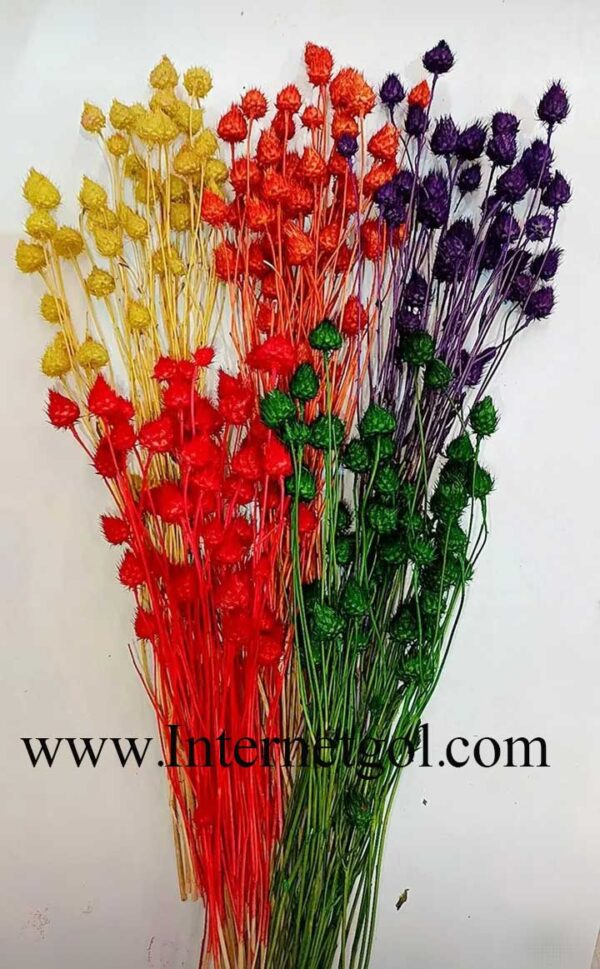 Dried-hazelnut-flowers-2