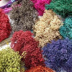 گل خشک عدسی - Image 3