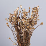 Dried-miniature-poppy-flower