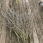 Dried-musk-willow-flowers