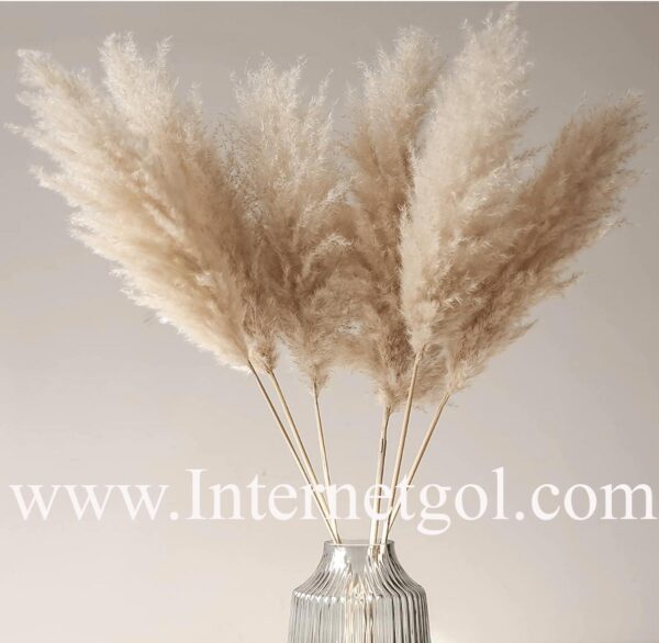 Dried-pampas-grass-flower-02