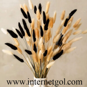 گل خشک دم خرگوشی(لاگروس) - Image 3