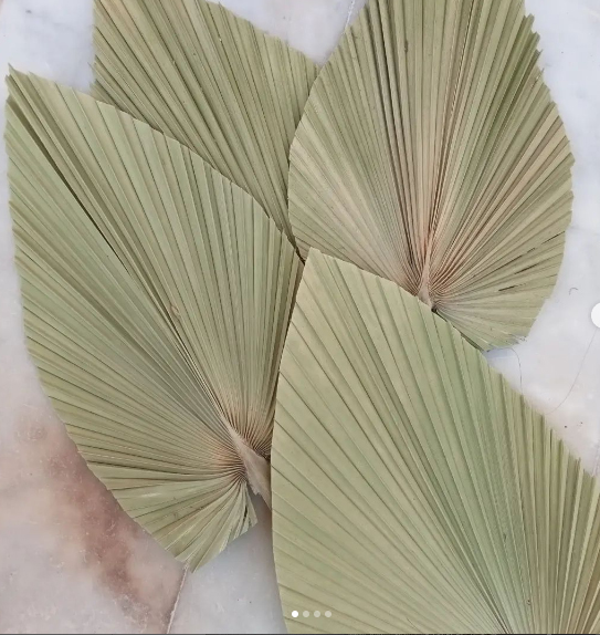 Dry-palm-leaves