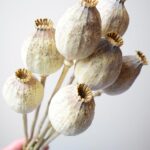 Imported-dried-poppy-flowers-2