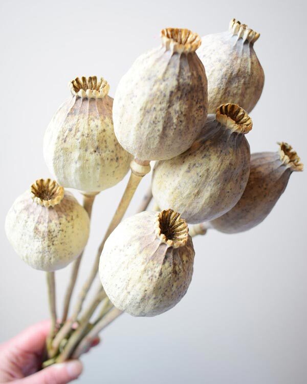 Imported-dried-poppy-flowers-2