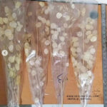 Large-lunaria-2