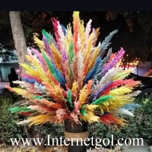 پامپاس پر طاووسی - Image 4