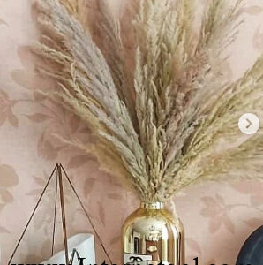 پامپاس پر طاووسی - Image 3