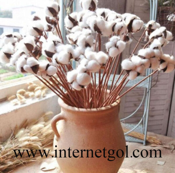 Dried-cotton-flower-branch-1