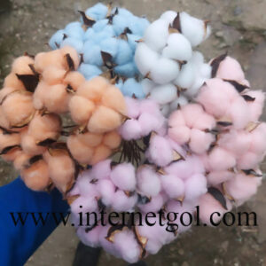 گل پنبه دکوری (تک گلی) - Image 4