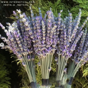 گیاه عطری لوندر - Image 3