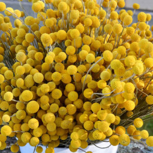 ایده های کسب و کار گل خشک