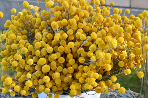 ایده های کسب و کار گل خشک